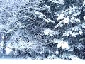 Snow falling near Tumwater, Washington Snow falling near Tumwater, Washington