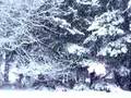 Snow falling near Tumwater, Washington