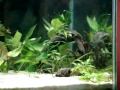 70,Gallon,planted