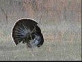 Gobbler Guillotine Hunt Gobbler Guillotine Hunt