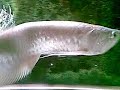 Silver Arowana
