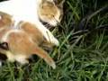 videos de MICHINA CON SUS 4 HIJOS