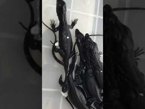 YouTube reptile video