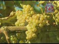 Vino Albariño Marqués de Abraldes