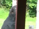 black-bear-tearing-down-bird-feeder.html