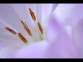 Antonio Vivaldi: Concerto for violoncello, strings & b.c. in E flat major (RV 408)