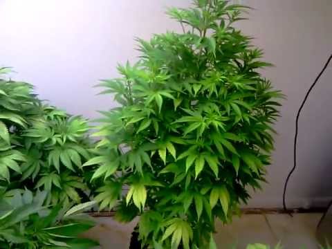 how to transplant autoflower