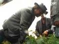 World-Nettle-Eating-