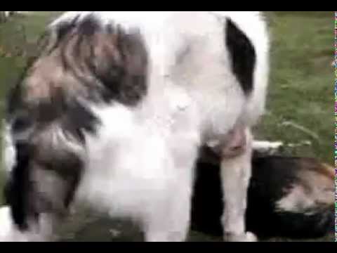 köpek sikisi - iki Erkek Köpeğin sikişi :))