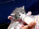 Watch 'Gato bebé y con su biberón'