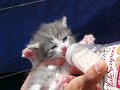 Watch 'Gato bebé y con su biberón'