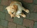 Labrador Welpe, total süß! Labrador Welpe, total süß!