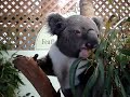 Koala comendo Koala comendo