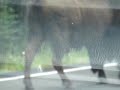 Bison on Road
