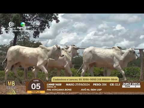 537� LEIL�O VIRTUAL MB LEIL�ES