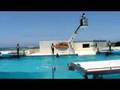 Okinawa ChuraUmi Aquarium Dolphin Show 