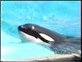 ORCA - WHALE in Sea world acquarium