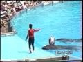 ORCA - WHALE in Sea world acquarium