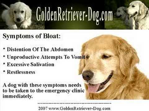 how to treat gdv in dogs