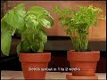 All Chia Products
