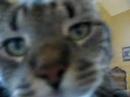 Catbook Movie: Radar