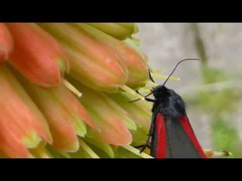 how to grow kniphofia uvaria