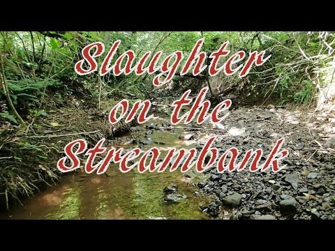 woman slaughte woman kill animal ring