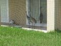 funny birds