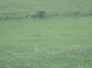 woodchuck hunting