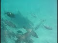 Vacation 2006 Shark Adventure Cancun Mexico