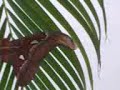  insect
