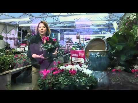 how to care for cyclamen indoors