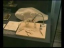 DINOSAURUS XXXL -BERLIN 2008
