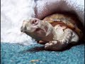209 paintings by Koopa the turtle