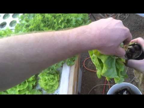 how to harvest hydroponic lettuce
