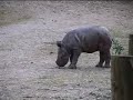 Cute Baby Zuri the rhino at Paignton Zoo