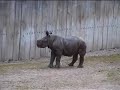 Cute Baby Zuri the rhino at Paignton Zoo Cute Baby Zuri the rhino at Paignton Zoo