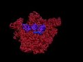Belly Dancing Ribosome Belly Dancing Ribosome