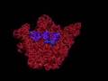 Belly Dancing Ribosome