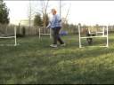 Backyard Training - Johann & Gracie 11-28-2008
