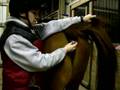 How to Take a horse's temperature