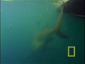 Wild Chronicles heads to the Florida Keys where one of the fiercest predators in the sea shares shallow waters with beachgoers. Tenacious and sometimes aggressive, bull sharks will eat just about anything — and they are known to attack humans. In an effort to understand more about their feeding habits, researchers call on the innovative technology of Crittercam® to get an underwater look at bull shark behavior.