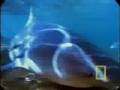 Crittercam: Bull Sharks