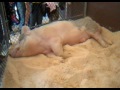 smallest Pig in Texas - PENSIVE PORKY !!!