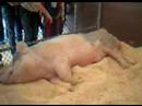 smallest Pig in Texas - PENSIVE PORKY !!!
