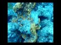 Plongée La Piscine Réserve Cousteau La Guadeloupe