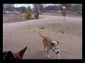 Bear Creek Dog Park Colorado Springs, CO