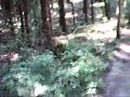 Singletrail Sauweide Zunsweier OGhostRider