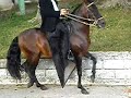 PRINCIPE DE JUBILOSO video 2