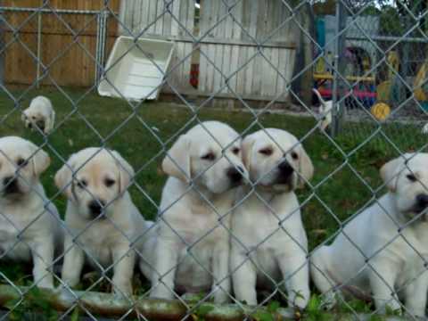 Yellow Labrador Puppies 6.5 weeks